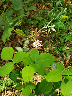 Desmodium perplexum (Perplexed ticktrefoil)