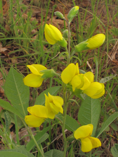 Thermopsis mollis (Allegheny mountain goldenbanner)