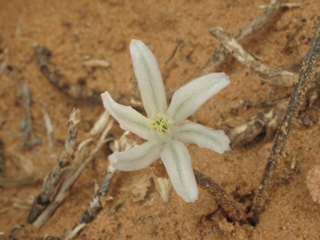 Androstephium breviflorum (Pink funnel lily)