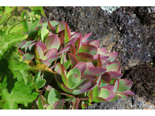 Hylotelephium telephioides (Allegheny stonecrop)