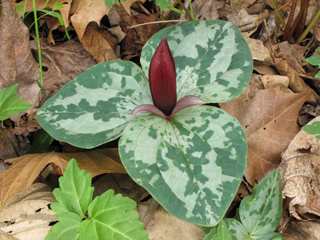 Trillium decumbens (Trailing wakerobin)