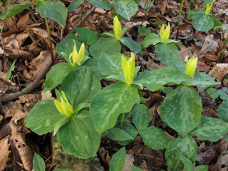 Trillium luteum (Yellow wakerobin)