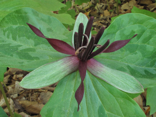 Trillium stamineum (Blue ridge wakerobin)