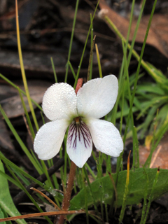 Viola lanceolata (Lance-leaf violet)