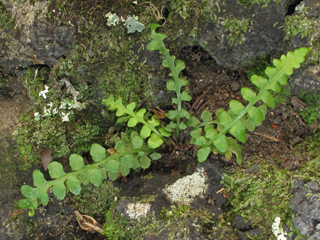 Asplenium kentuckiense (Kentucky spleenwort)