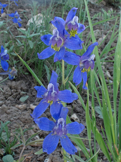 Delphinium nuttallianum (Twolobe larkspur)