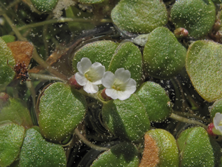 Amphianthus pusillus (Pool sprite)