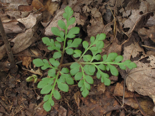 Botrychium jenmanii (Dixie grapefern)