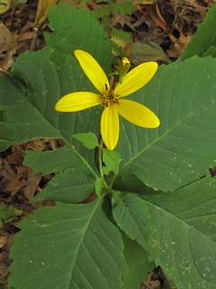 Coreopsis latifolia (Broadleaf tickseed)