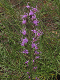 Liatris microcephala (Smallhead blazing star)