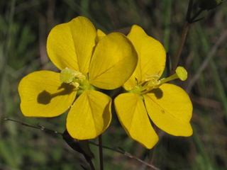 Ludwigia maritima (Seaside primrose-willow)