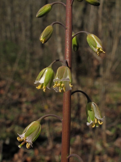 Arabis laevigata (Smooth rockcress)