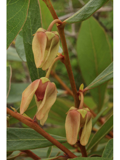 Asimina tetramera (Four-petal pawpaw)