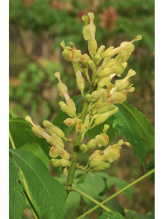 Aesculus mutabilis (Pink buckeye)