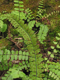 Asplenium heterochroum (Bicolored spleenwort)