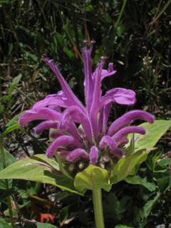 Monarda fistulosa var. menthifolia (Mintleaf bergamot)