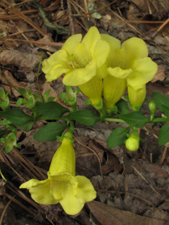 Aureolaria laevigata (Entireleaf yellow false foxglove)