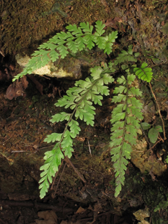 Asplenium curtissii (Curtiss's spleenwort)