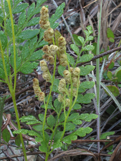 Anemia adiantifolia (Pine fern)