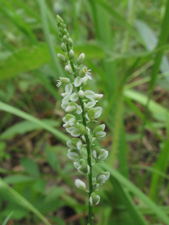 Polygala ambigua (Whorled milkwort)