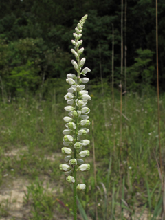 Polygala boykinii (Boykin's milkwort)