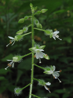 Circaea lutetiana ssp. canadensis (Broadleaf enchanter's nightshade)