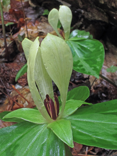 Trillium discolor (Mottled wakerobin)