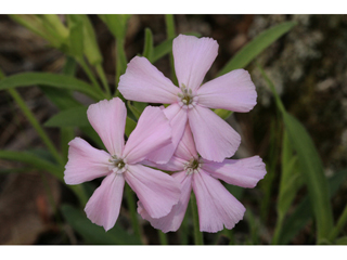 Silene caroliniana ssp. wherryi (Wherry's catchfly)