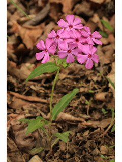 Phlox latifolia (Wideflower phlox)