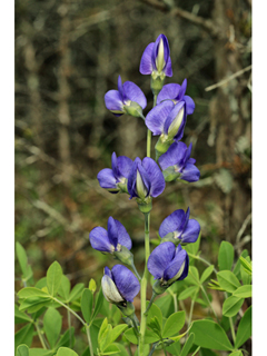 Baptisia australis var. australis (Blue wild indigo)