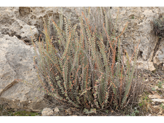 Astrolepis cochisensis (Cochise scaly cloakfern)