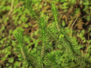 Huperzia porophila (Rock clubmoss)