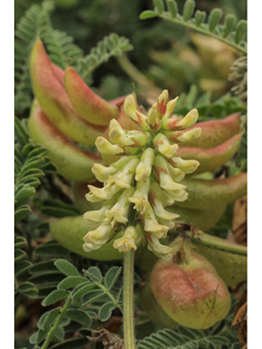 Astragalus nuttallii var. nuttallii (Ocean bluff milkvetch)