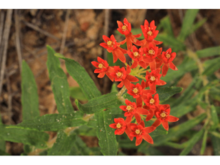 Asclepias tuberosa ssp. rolfsii (Rolfs' milkweed)