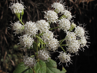 Ageratina aromatica (Lesser snakeroot)