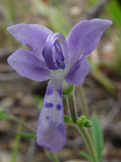 Trichostema setaceum (Narrowleaf bluecurls)