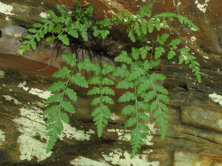 Asplenium wherryi (Wherry's spleenwort)