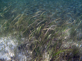 Thalassia testudinum (Turtle-grass)