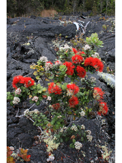 Metrosideros polymorpha (Lehua)