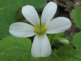 Viola canadensis var. canadensis (Canadian white violet)