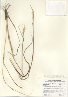 Cenchrus myosuroides (Big sandbur)