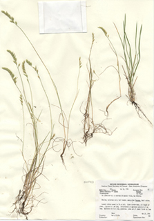 Vulpia octoflora var. glauca (Sixweeks fescue)