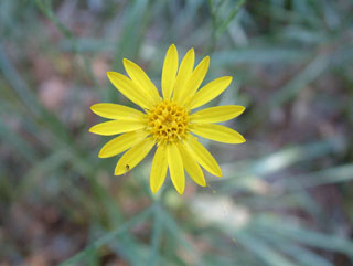 Pityopsis graminifolia var. graminifolia (Narrowleaf silkgrass)