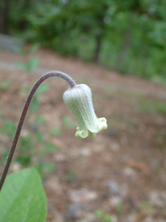 Clematis ochroleuca (Curlyheads)