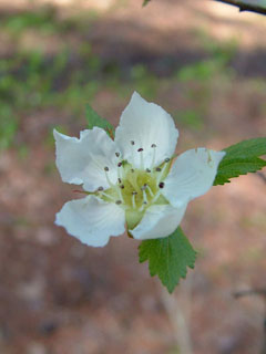 Crataegus rufula (Rusty hawthorn)