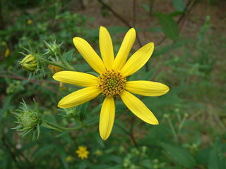 Helianthus schweinitzii (Schweinitz's sunflower)