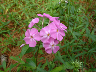 Phlox pilosa ssp. ozarkana (Ozark phlox)