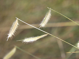 Bouteloua hirsuta var. hirsuta (Hairy grama)