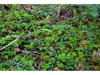 Gaultheria hispidula (Creeping snowberry)