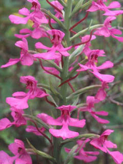 Platanthera peramoena (Purple fringeless orchid)